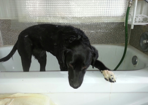 Dog Grooming in Kamloops - Dog Shampoo