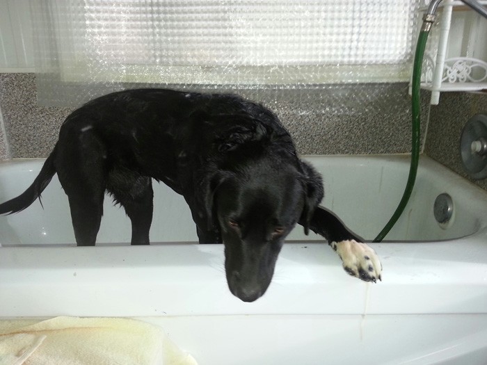Dog Grooming in Kamloops - Dog Shampoo