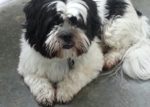 Kamloops dog spa services