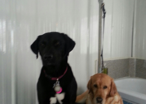 Stress free dog grooming in Kamloops