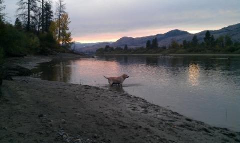Dogs swimming in the Thompson River
